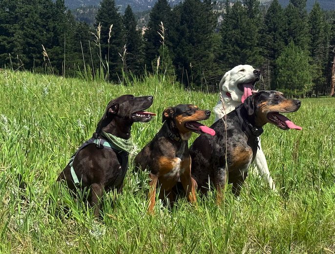 Pets — Your photo